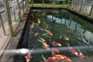 栃木　鯉