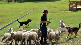 那須動物王国羊